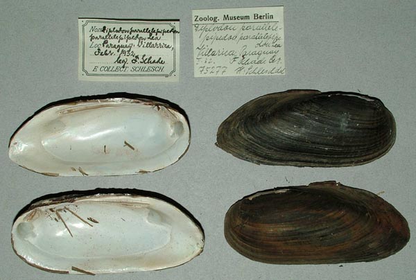 image of lot ZMB_75277 image of lot ZMB_75277