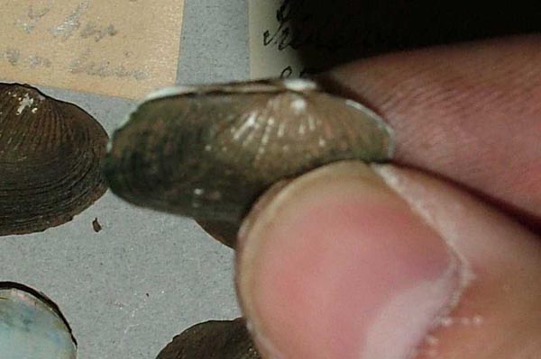 specimen