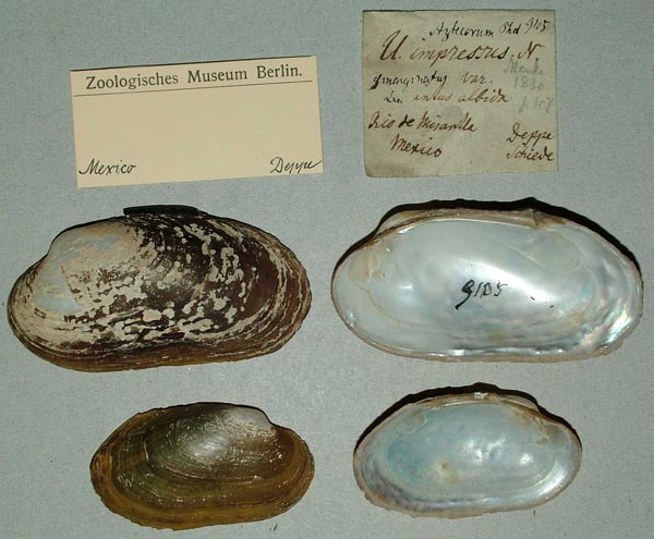 specimen