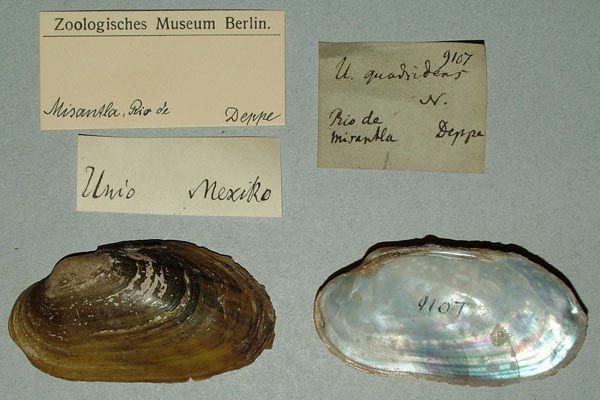 specimen