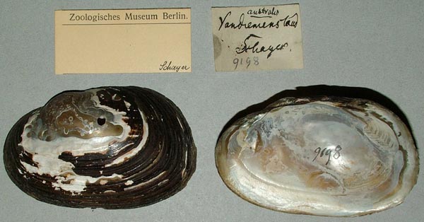 specimen