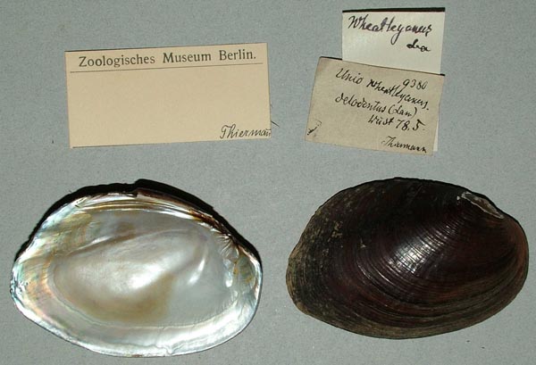 specimen