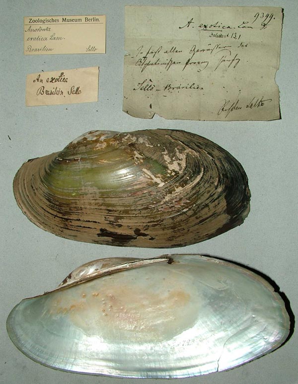 specimen
