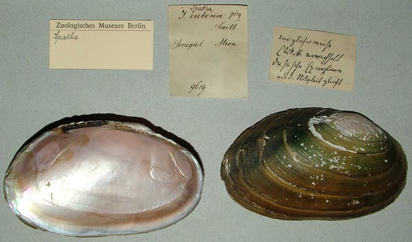 specimen