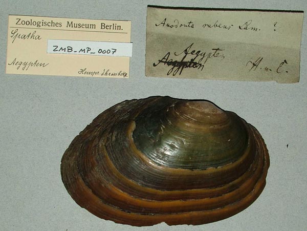 specimen