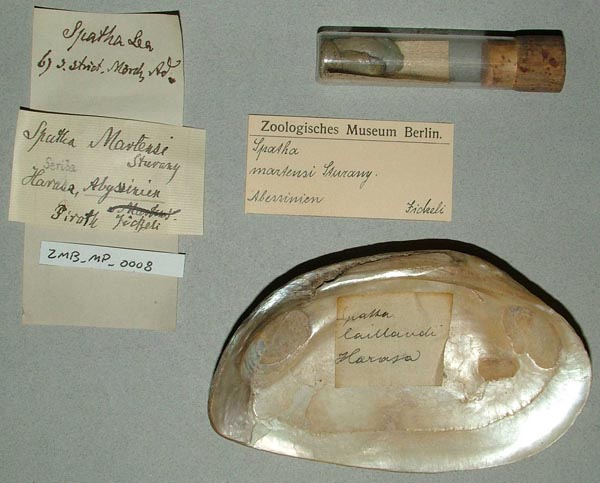 specimen