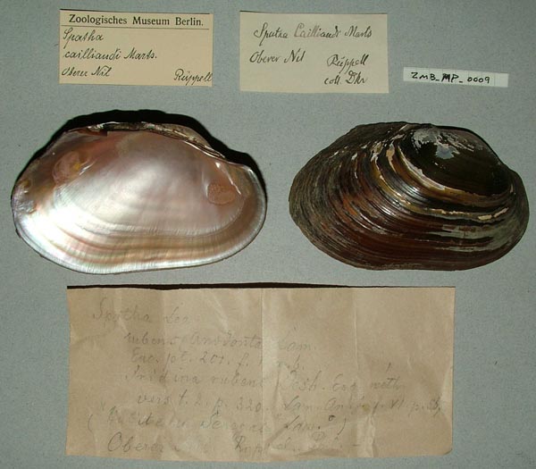 specimen