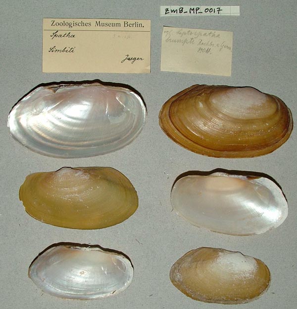 specimen