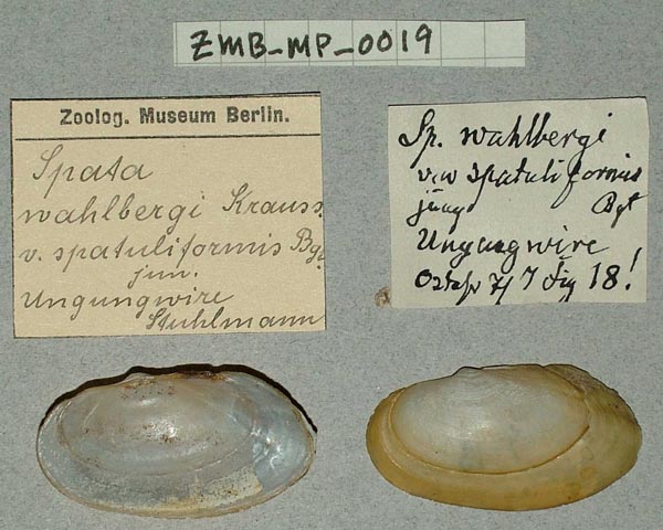 specimen