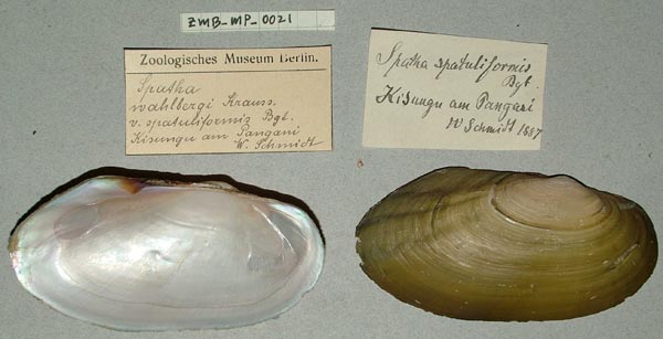 specimen