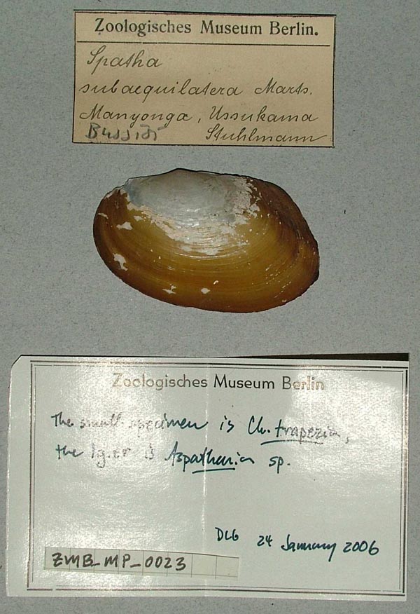 specimen
