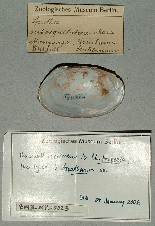 specimen