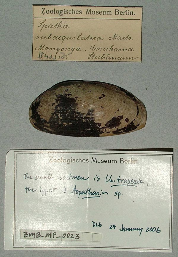 specimen