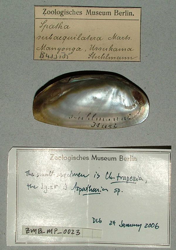 specimen