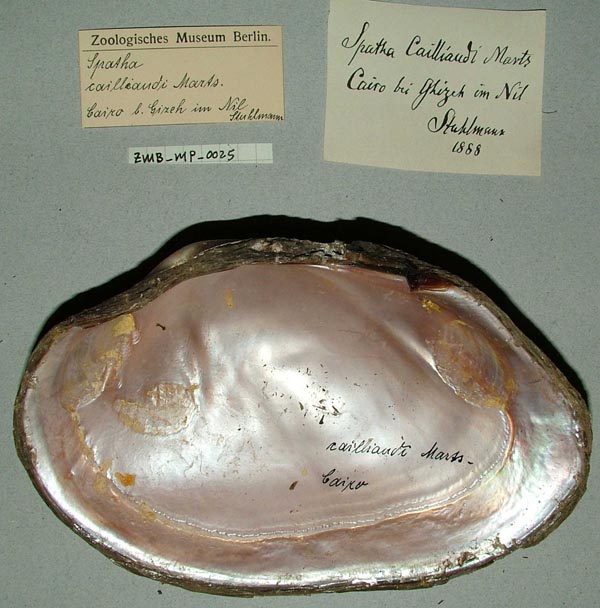 specimen