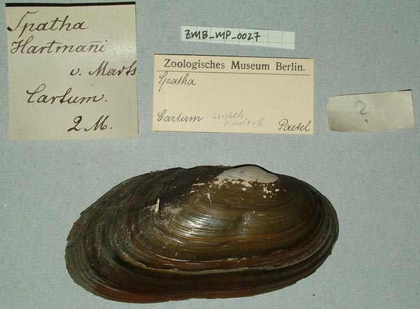 specimen