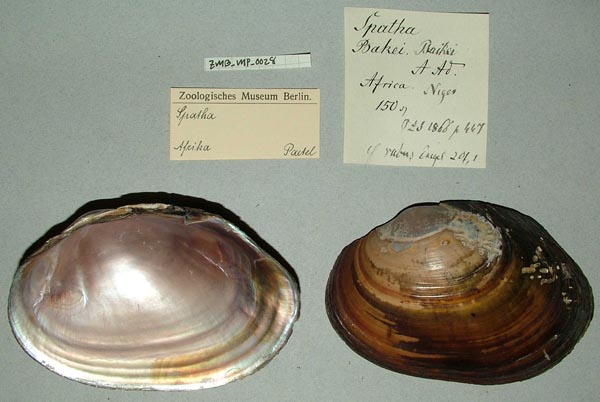specimen
