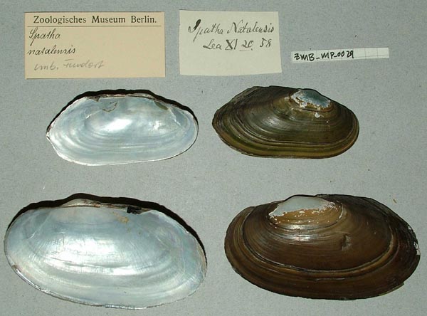 specimen
