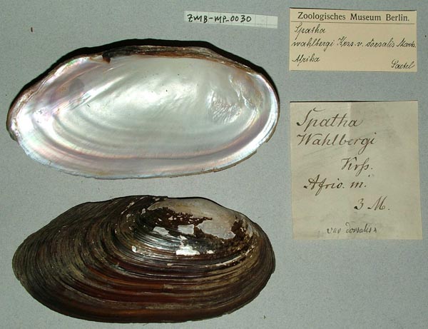 specimen