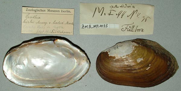 image of lot ZMB_MP_0033 image of lot ZMB_MP_0033