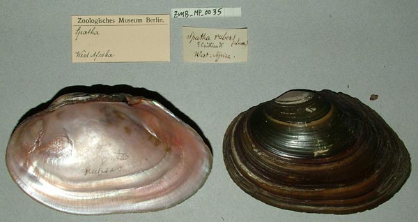 specimen
