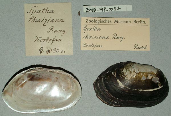 specimen