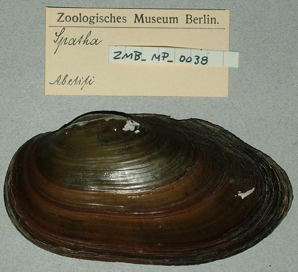 specimen