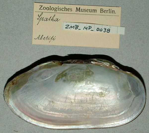 specimen