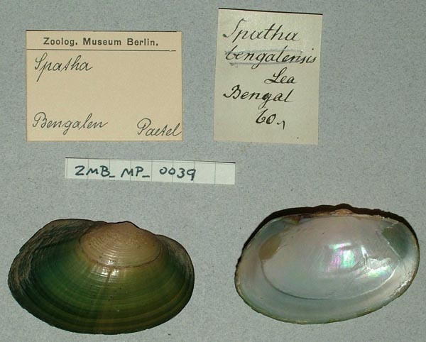 specimen