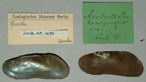 specimen