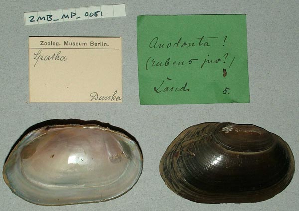 specimen
