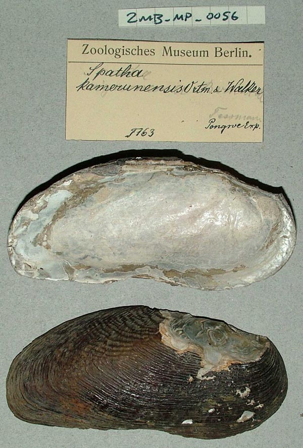 specimen
