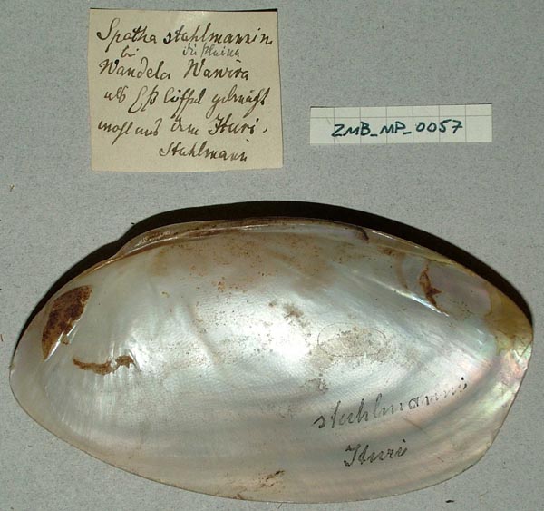 specimen