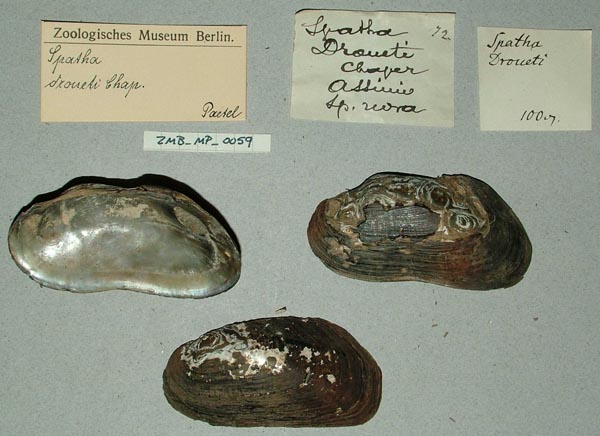 image of lot ZMB_MP_0059 image of lot ZMB_MP_0059