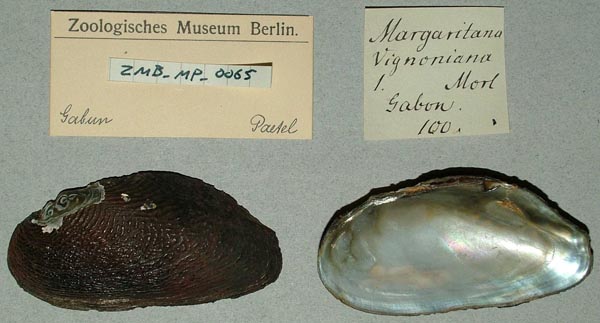 specimen
