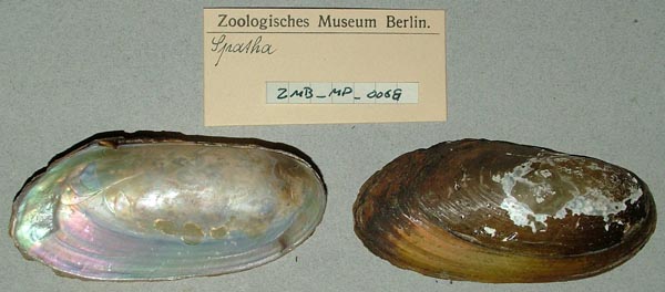 specimen