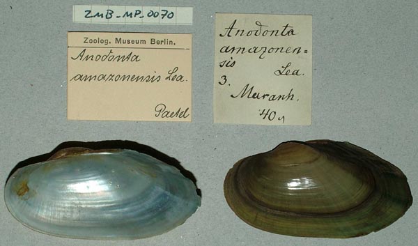specimen