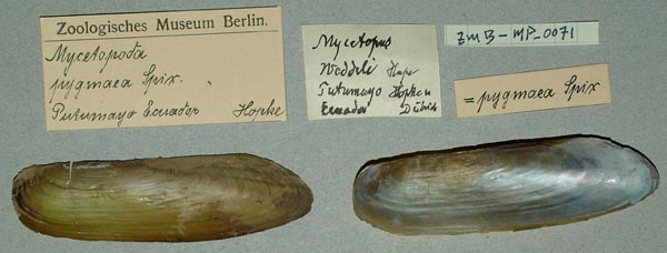 specimen