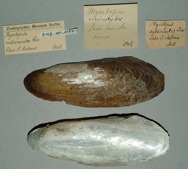 specimen