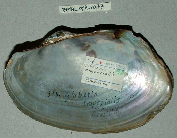specimen