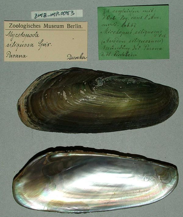 specimen