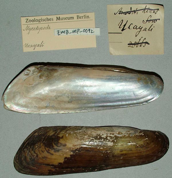 specimen