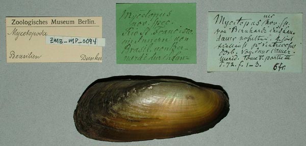 specimen