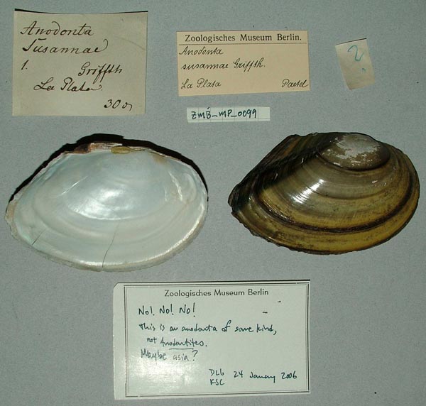 specimen
