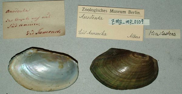 specimen