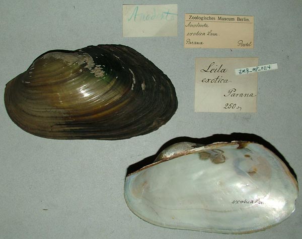 specimen