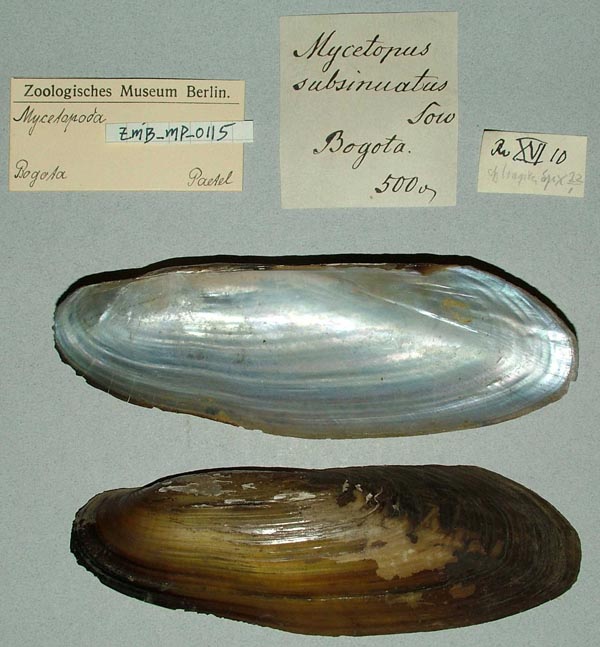 specimen