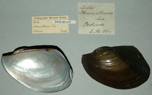specimen