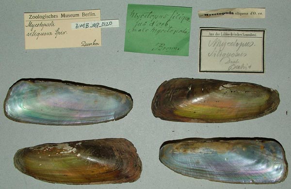 specimen