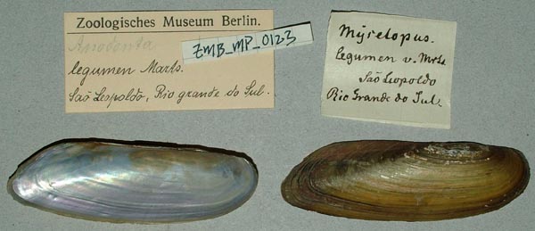 specimen